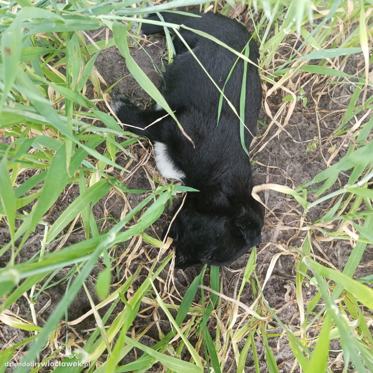 Sześć psów znalezionych na polu. Cztery nie żyły