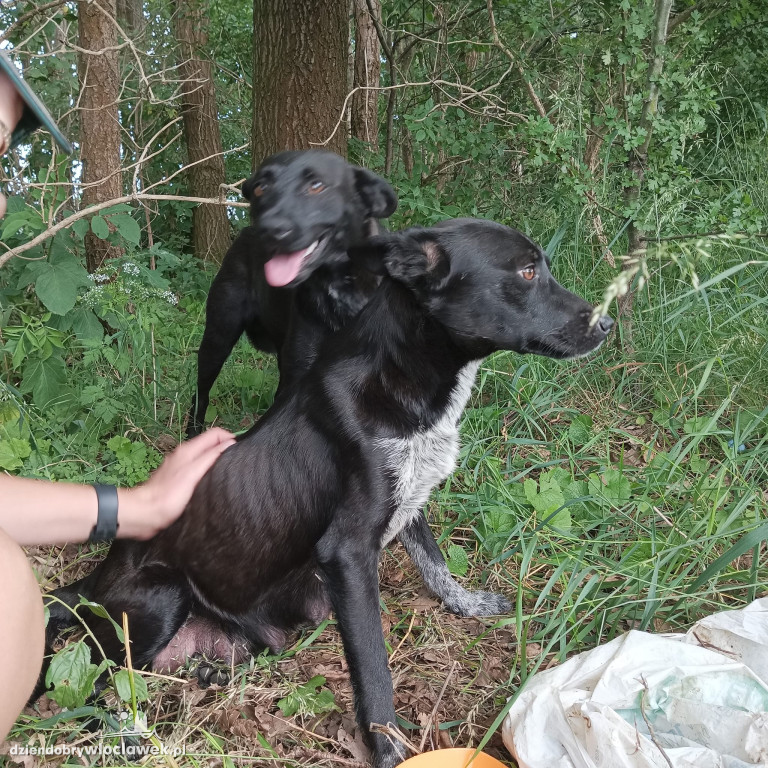 Sześć psów znalezionych na polu. Cztery nie żyły
