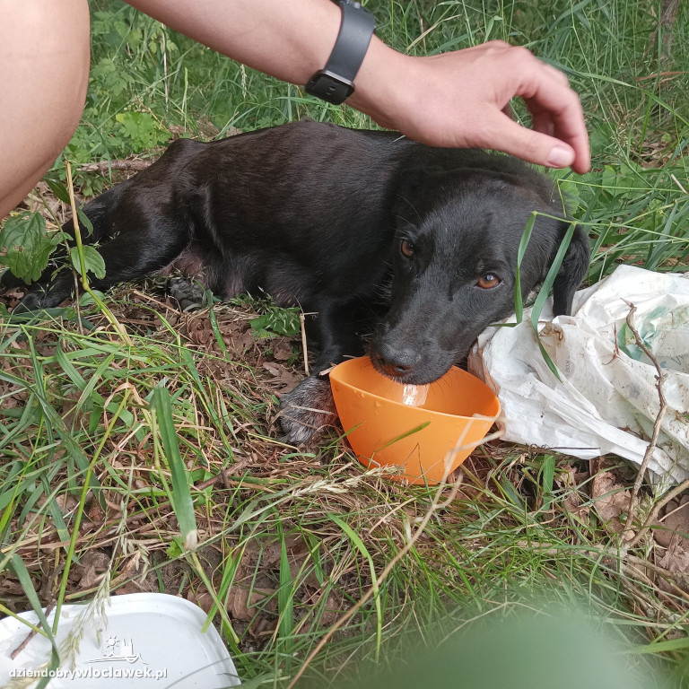 Sześć psów znalezionych na polu. Cztery nie żyły