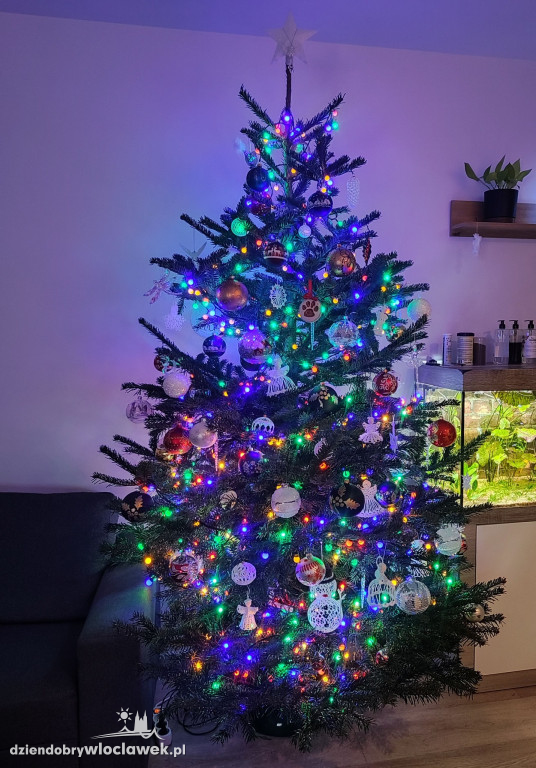 Choinki naszych Czytelników