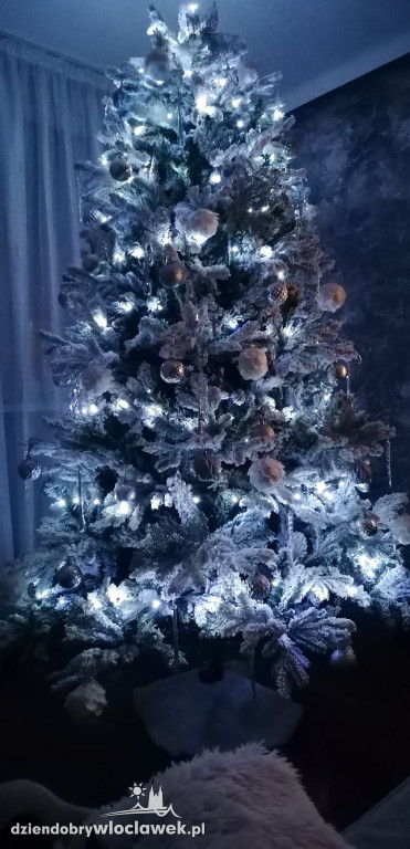 Choinki naszych Czytelników