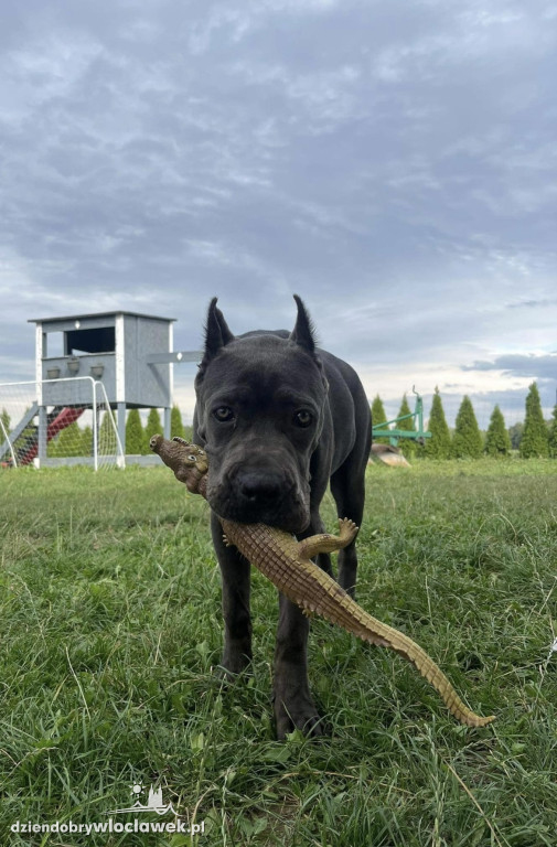 Projekt: Pokaż swojego Pupila. Modelka: Bella