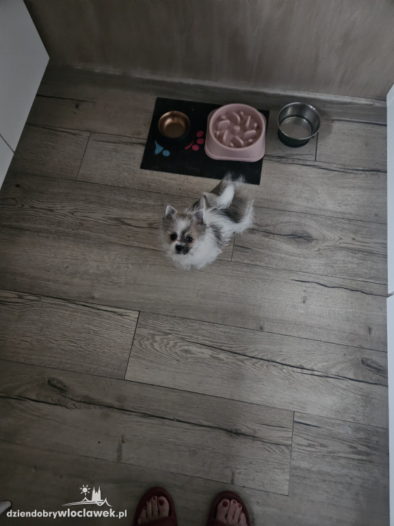 Projekt: Pokaż swojego Pupila. Modelka: Figa