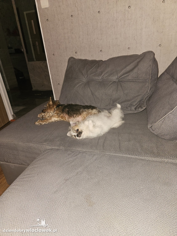 Projekt: Pokaż swojego Pupila. Modelka: Figa