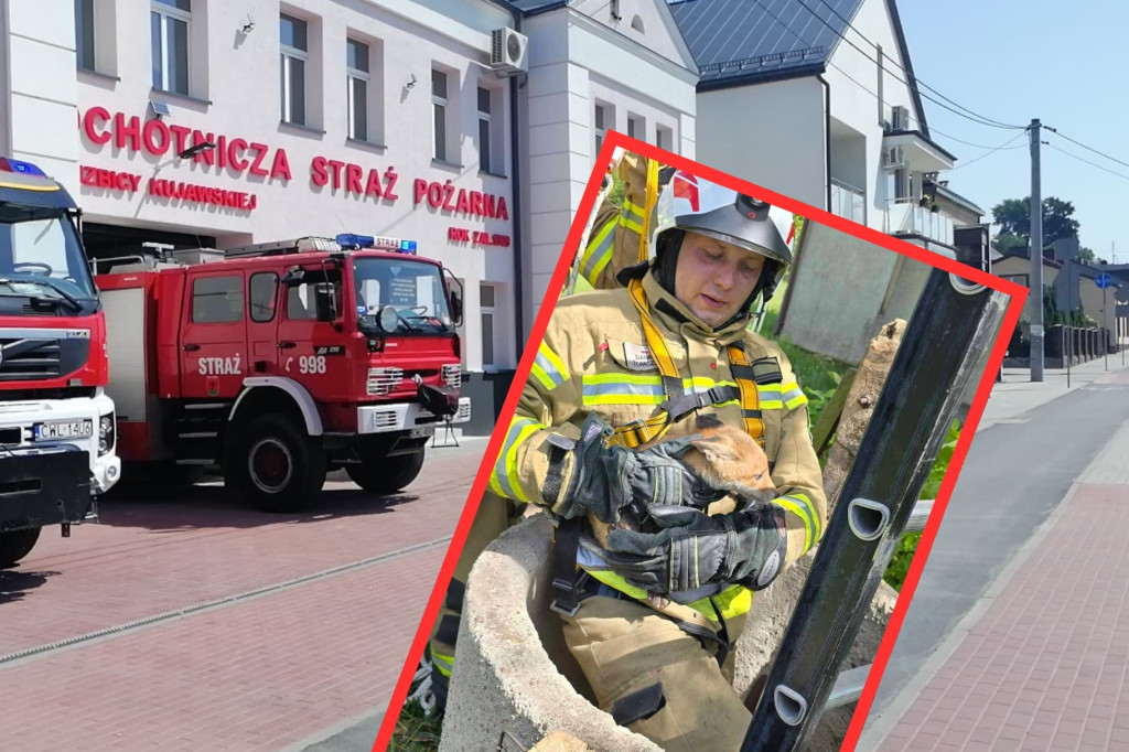 Lis uratowany przez druhów z Izbicy Kujawskiej