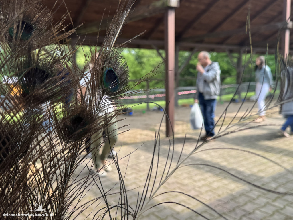 Tłumy rolników i mieszczuchów w Zarzeczewie. Trwają targi