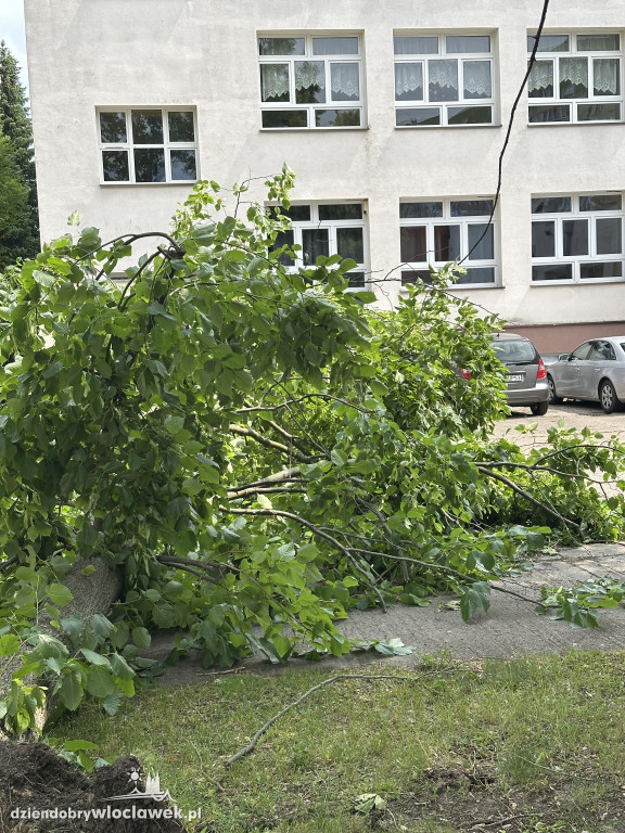 Drzewa jak zapałki, ziemia jak po huraganie. Tak wygląda Zazamcze