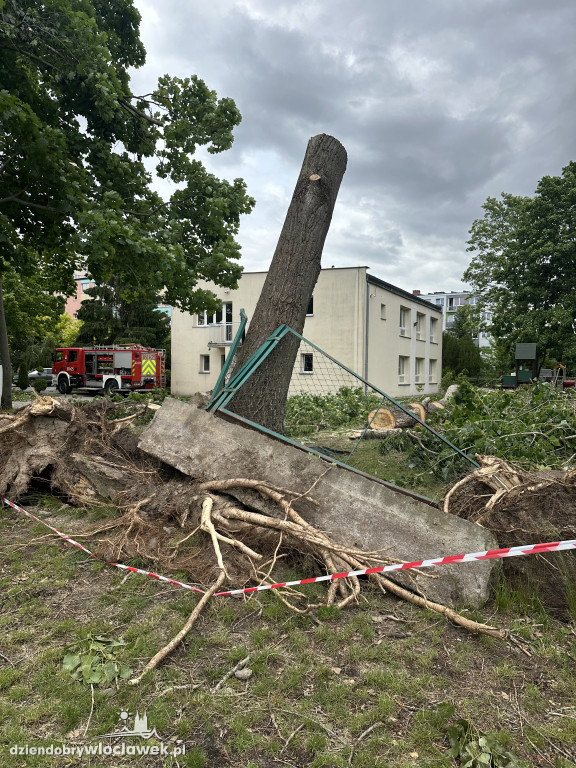 Drzewa jak zapałki, ziemia jak po huraganie. Tak wygląda Zazamcze