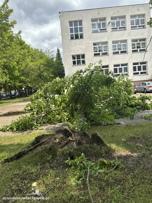 Drzewa jak zapałki, ziemia jak po huraganie. Tak wygląda Zazamcze