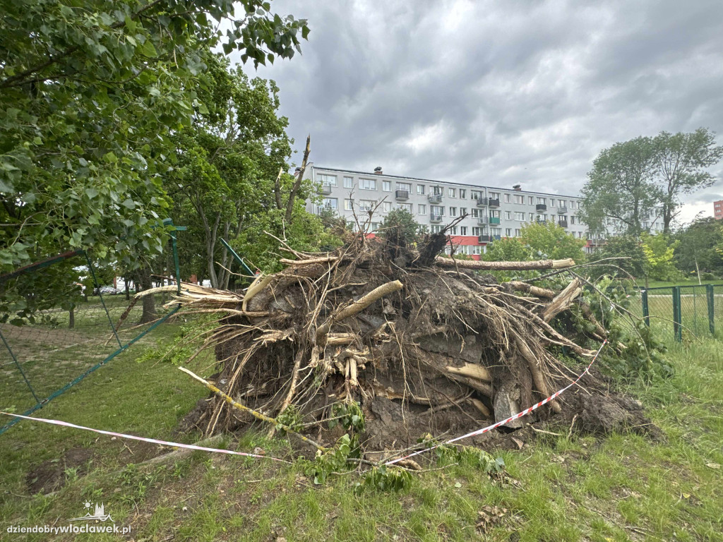 Drzewa jak zapałki, ziemia jak po huraganie. Tak wygląda Zazamcze