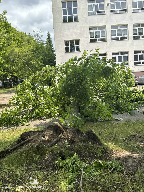 Drzewa jak zapałki, ziemia jak po huraganie. Tak wygląda Zazamcze