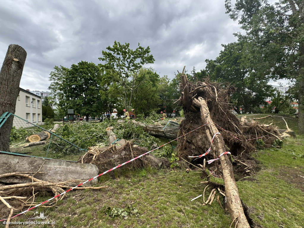 Drzewa jak zapałki, ziemia jak po huraganie. Tak wygląda Zazamcze