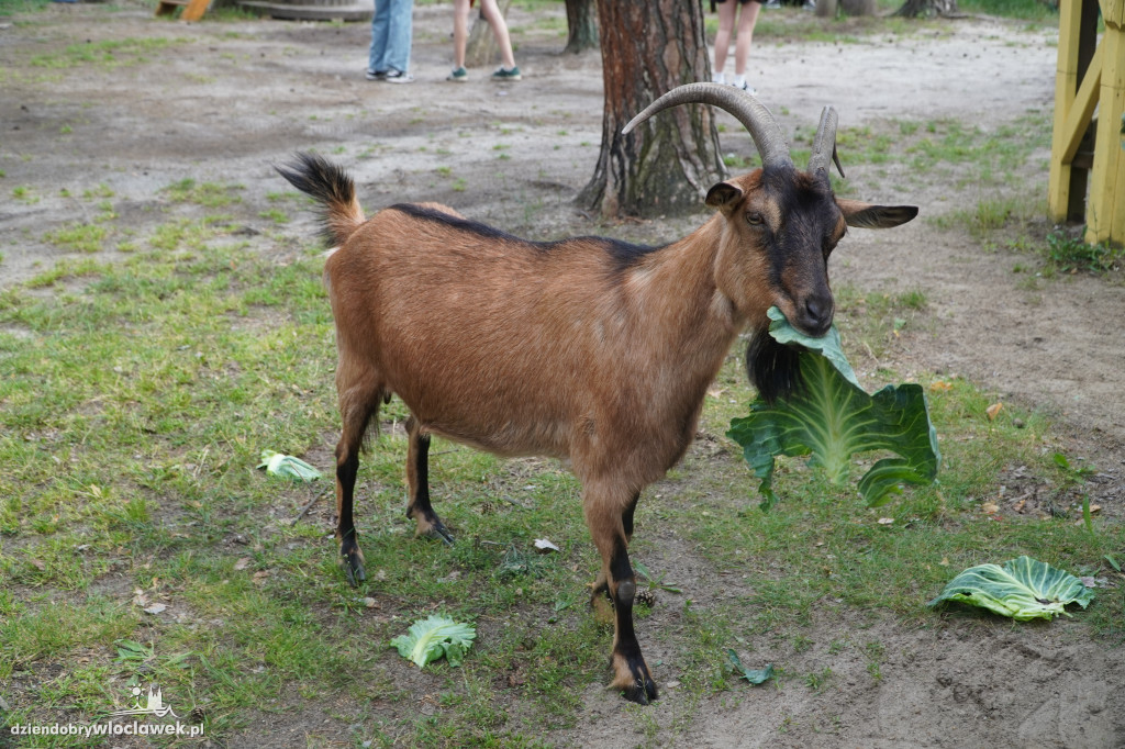 Piknik Wolontariatu
