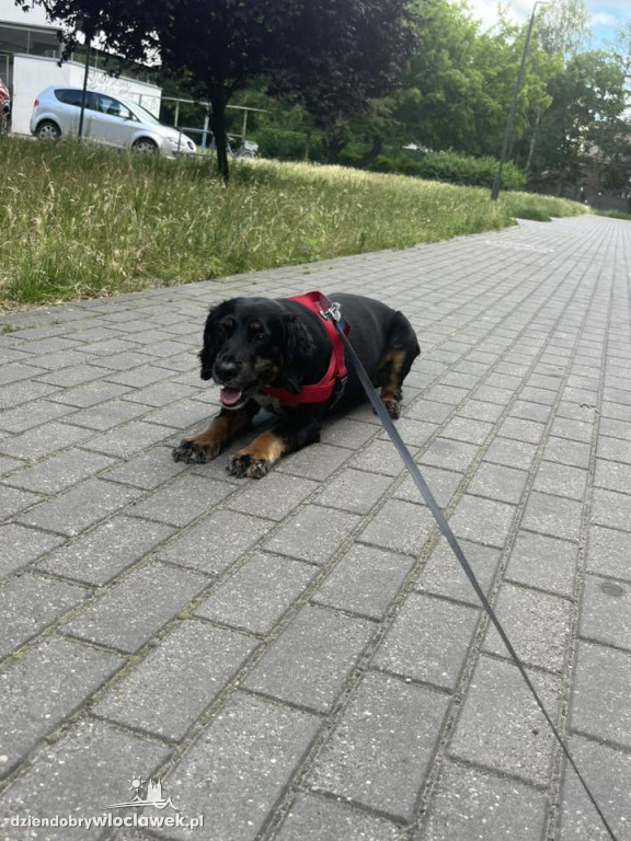 Projekt: Pokaż Swojego Pupila! Z okazji Dnia Psa