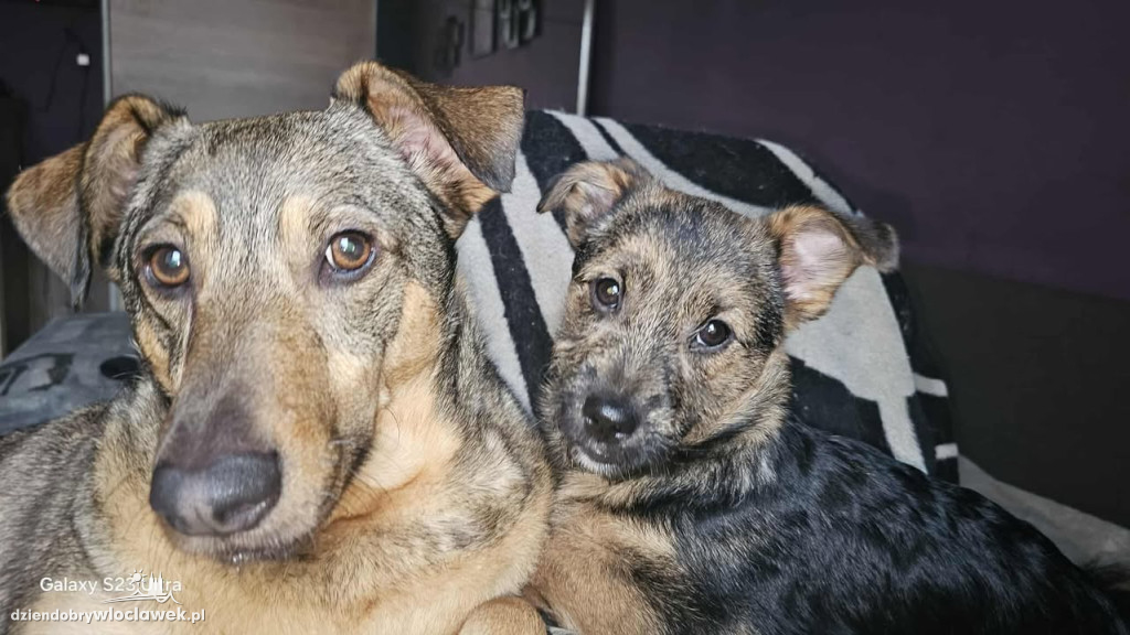 Projekt Pokaż Swojego Pupila: Kiki, Inka, Atena i Miki