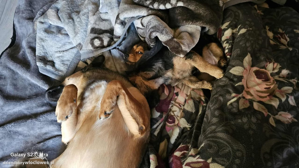 Projekt Pokaż Swojego Pupila: Kiki, Inka, Atena i Miki