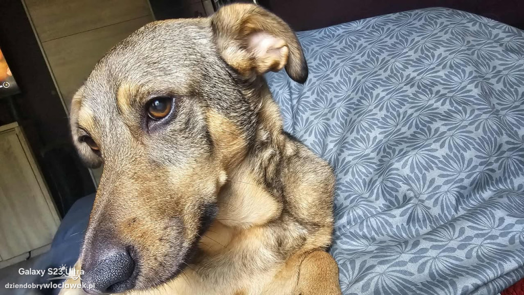 Projekt Pokaż Swojego Pupila: Kiki, Inka, Atena i Miki