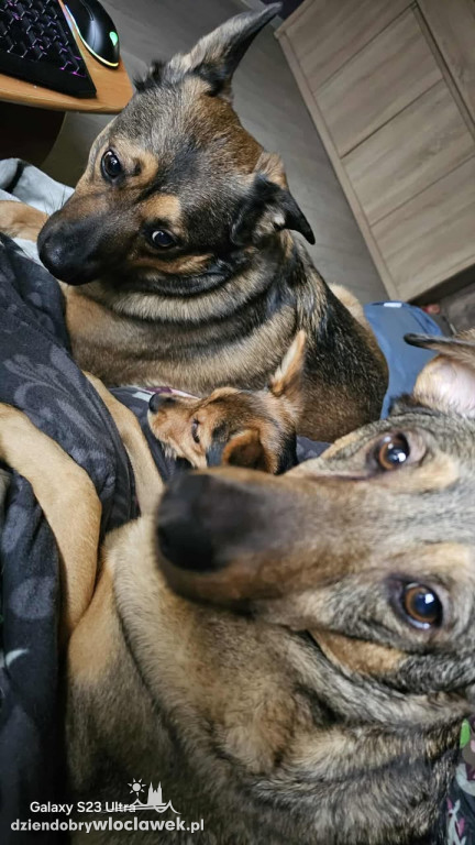 Projekt Pokaż Swojego Pupila: Kiki, Inka, Atena i Miki