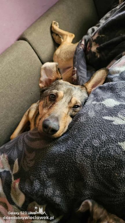 Projekt Pokaż Swojego Pupila: Kiki, Inka, Atena i Miki