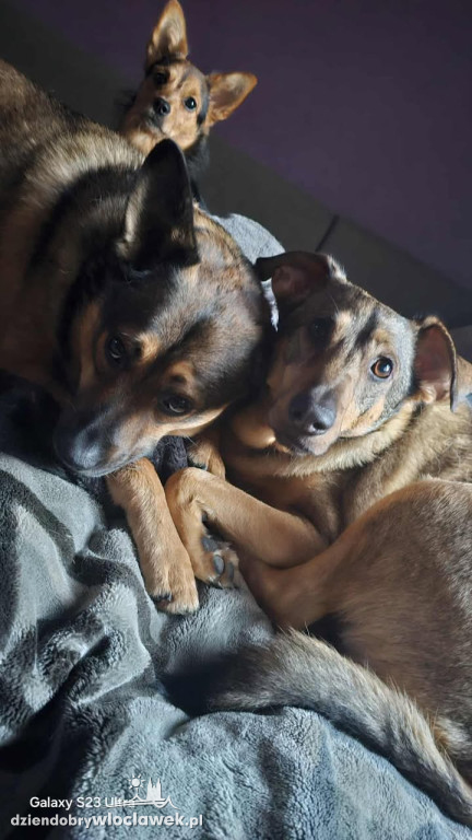 Projekt Pokaż Swojego Pupila: Kiki, Inka, Atena i Miki
