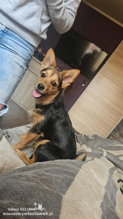 Projekt Pokaż Swojego Pupila: Kiki, Inka, Atena i Miki