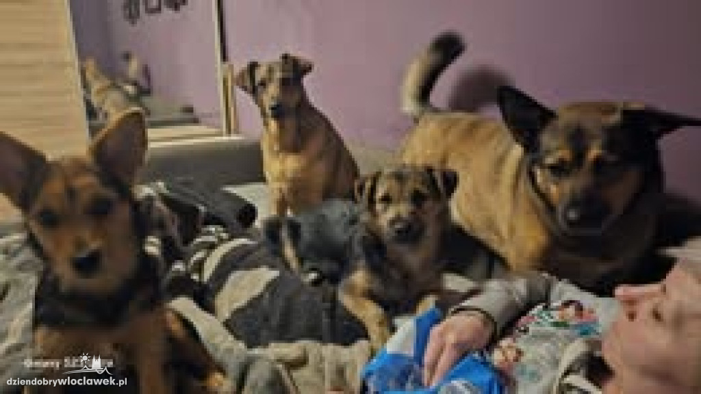 Projekt Pokaż Swojego Pupila: Kiki, Inka, Atena i Miki