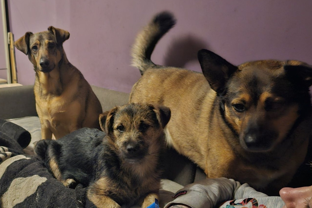 Projekt Pokaż Swojego Pupila: Kiki, Inka, Atena i Miki