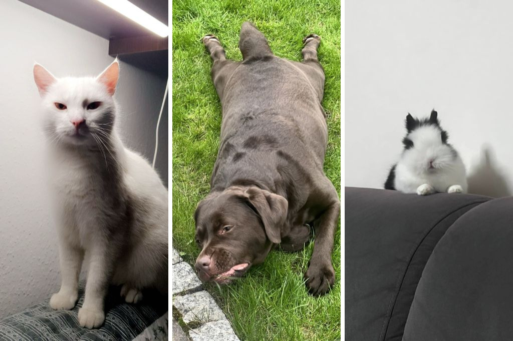 Projekt Pokaż Swojego Pupila: Tadzio, Mela i Pimpek