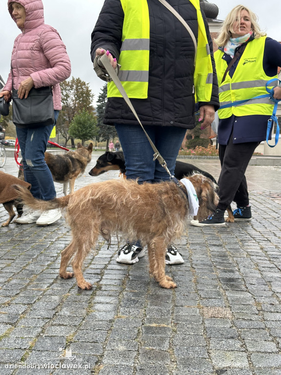 Przemarsz adopciaków z włocławskiego schroniska