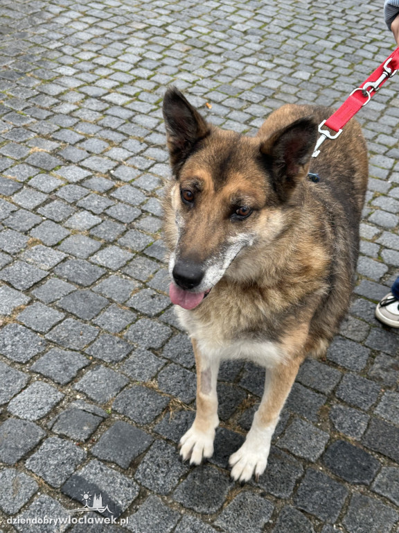 Przemarsz adopciaków z włocławskiego schroniska