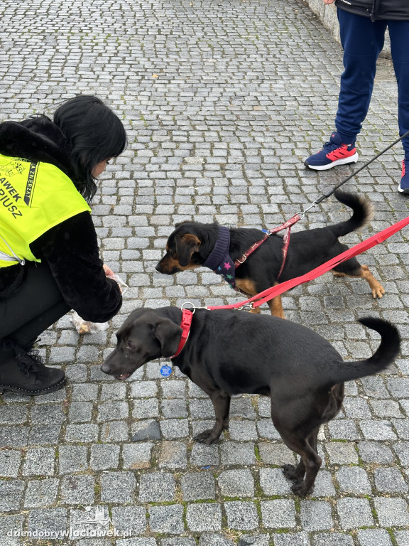 Przemarsz adopciaków z włocławskiego schroniska