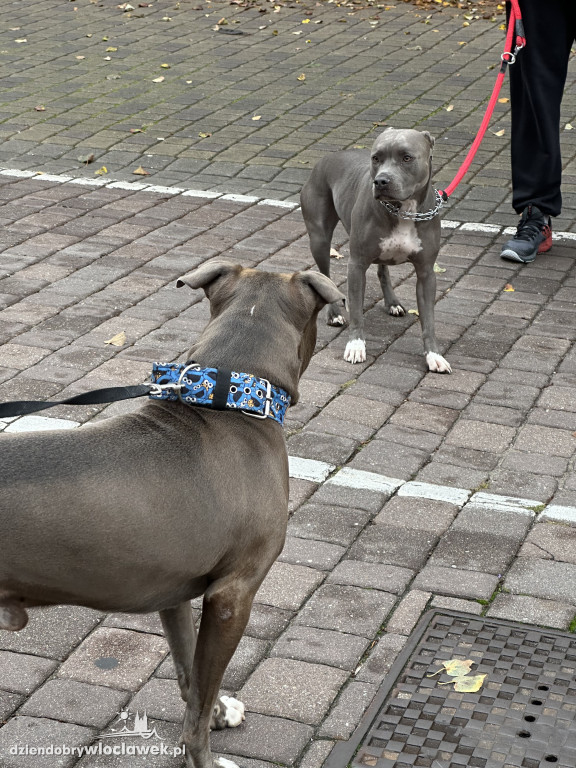 Przemarsz adopciaków z włocławskiego schroniska