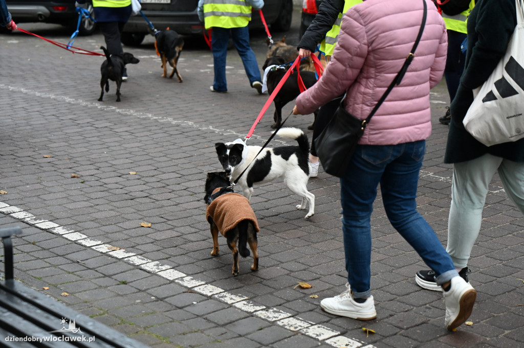 Przemarsz adopciaków z włocławskiego schroniska