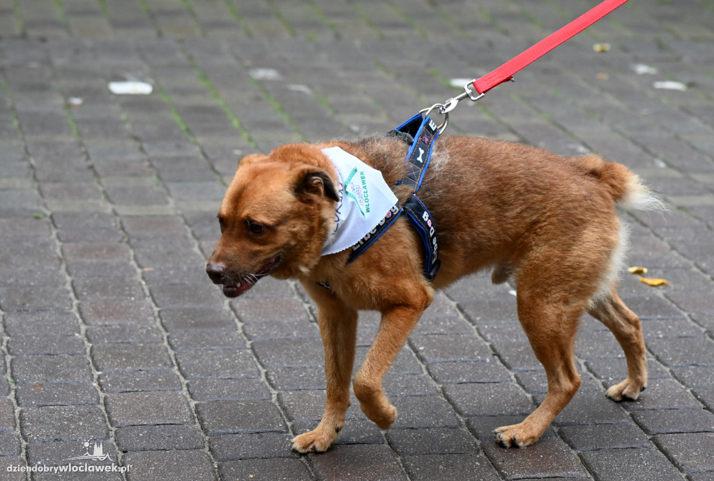 Przemarsz adopciaków z włocławskiego schroniska