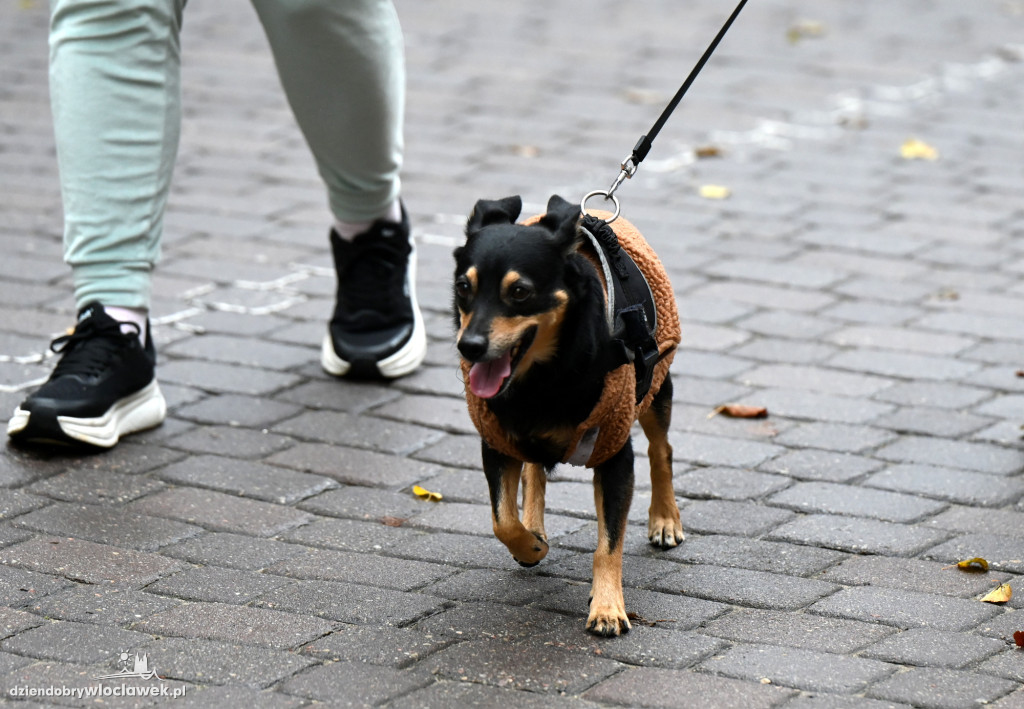 Przemarsz adopciaków z włocławskiego schroniska
