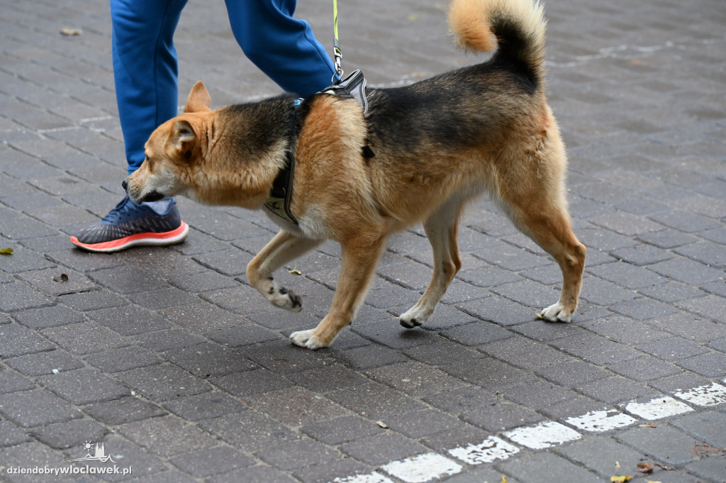 Przemarsz adopciaków z włocławskiego schroniska