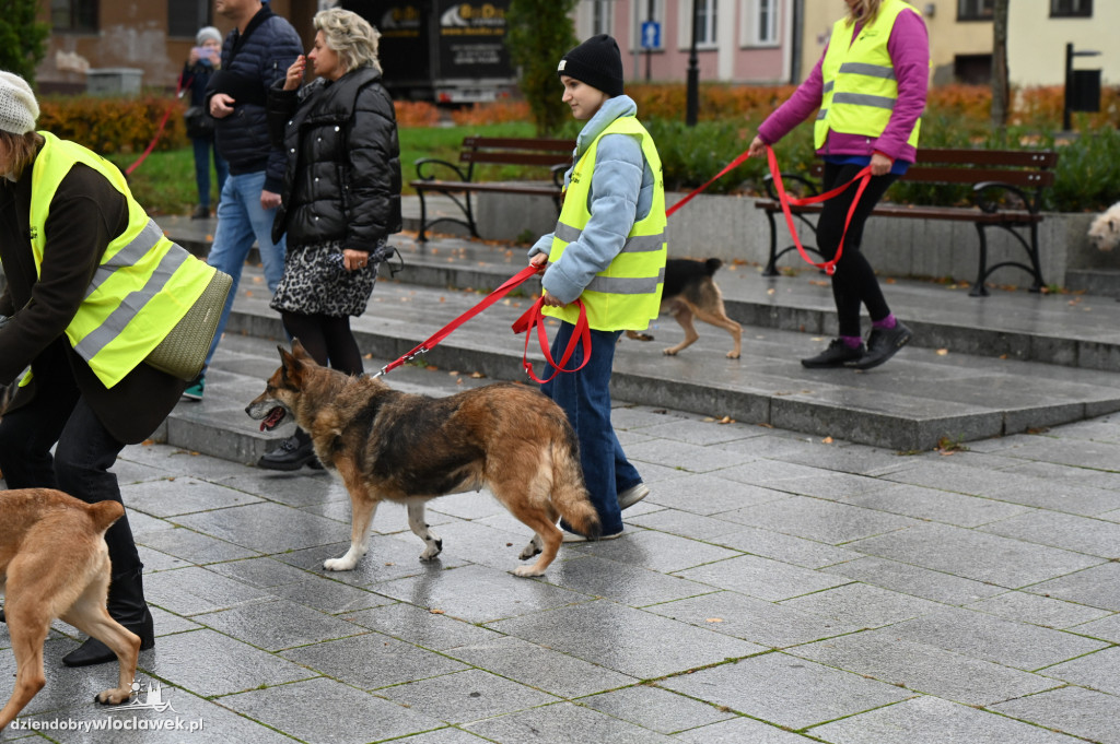 Przemarsz adopciaków z włocławskiego schroniska