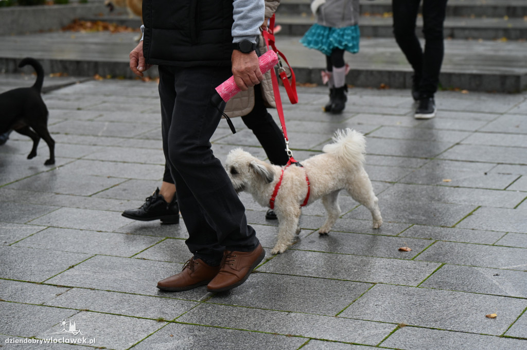 Przemarsz adopciaków z włocławskiego schroniska