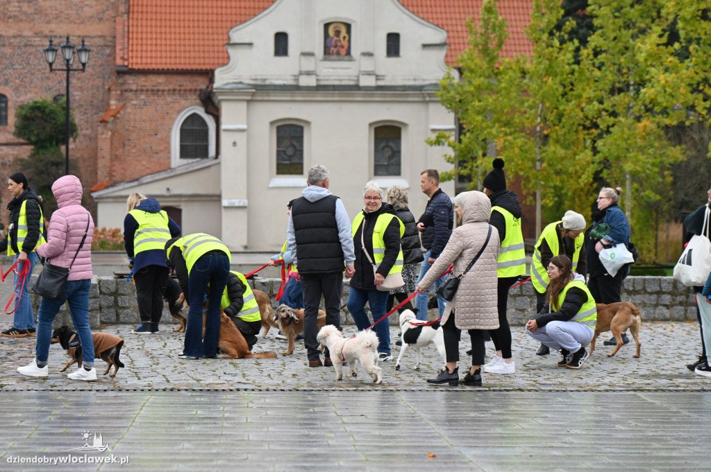 Przemarsz adopciaków z włocławskiego schroniska