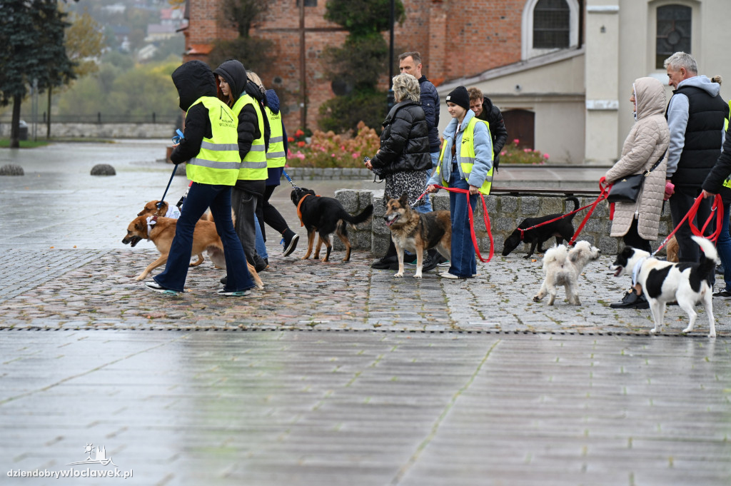 Przemarsz adopciaków z włocławskiego schroniska