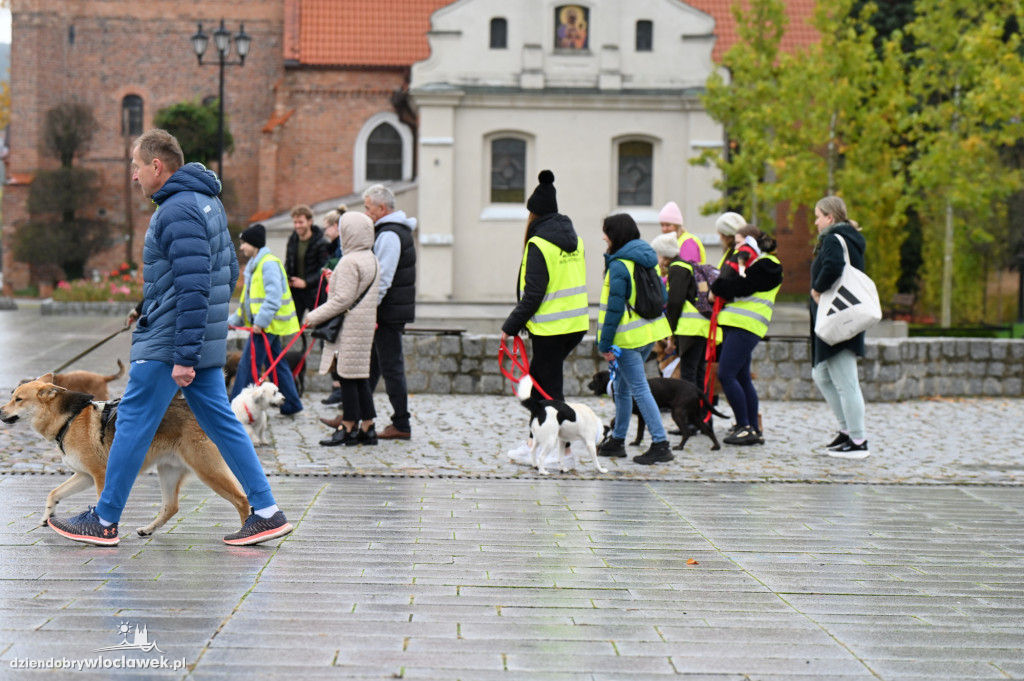 Przemarsz adopciaków z włocławskiego schroniska