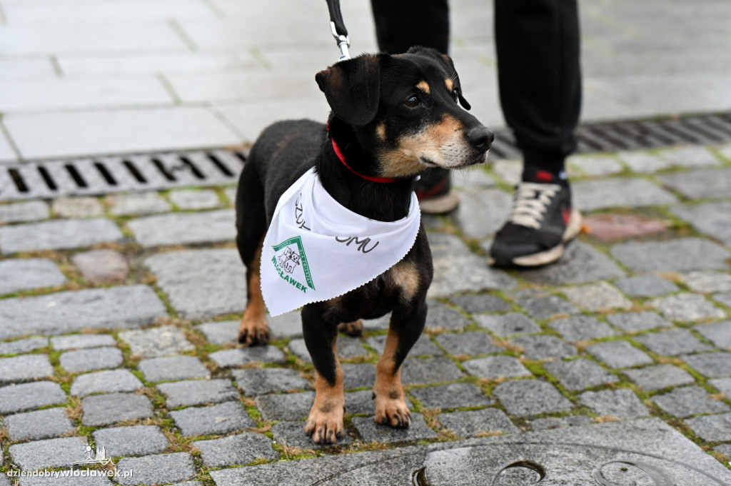 Przemarsz adopciaków z włocławskiego schroniska