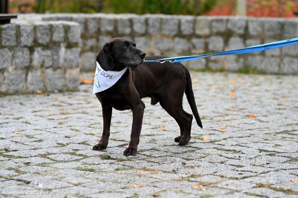 Przemarsz adopciaków z włocławskiego schroniska