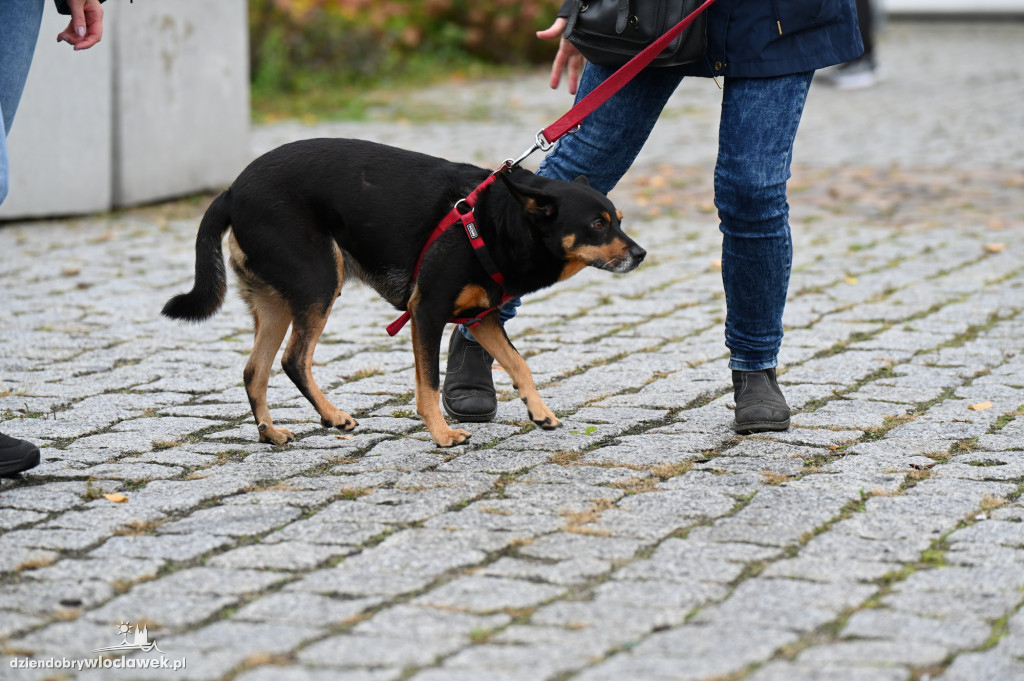 Przemarsz adopciaków z włocławskiego schroniska