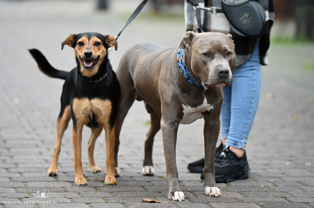 Przemarsz adopciaków z włocławskiego schroniska
