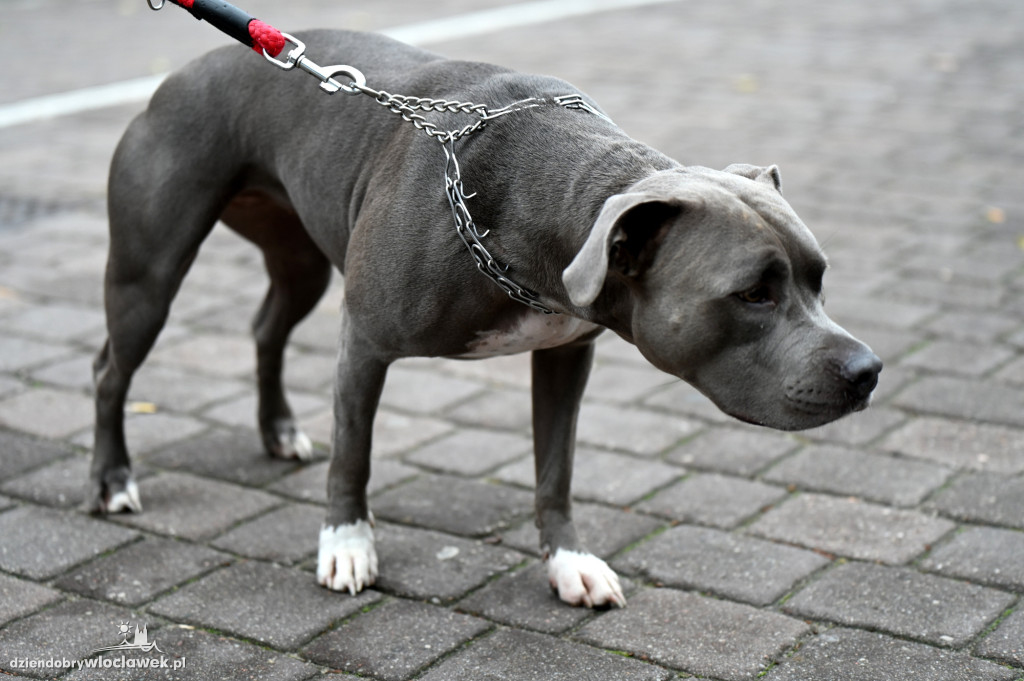 Przemarsz adopciaków z włocławskiego schroniska