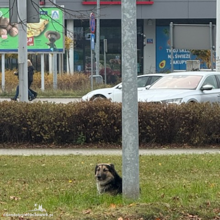 Służby szukają psa w Wiśle
