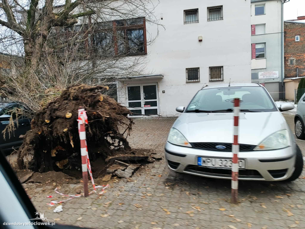 Drzewo runęło na samochody i budynek w centrum