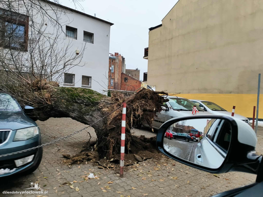 Drzewo runęło na samochody i budynek w centrum