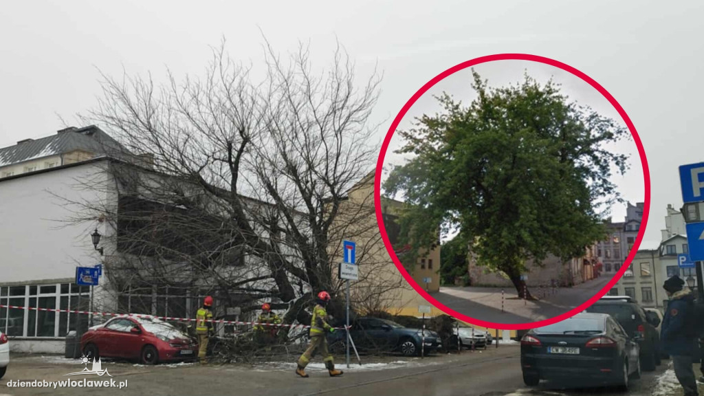 Drzewo runęło na samochody i budynek w centrum